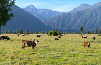298 Cook Flat Road, Fox Glacier