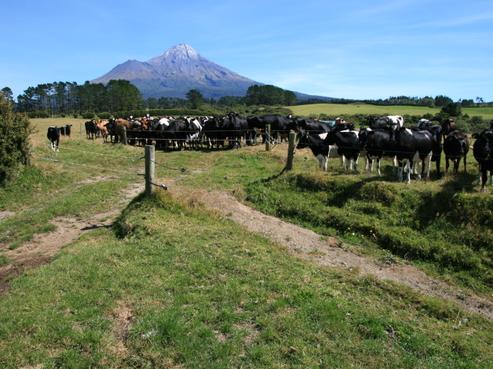 2155 Hastings Road, Manaia