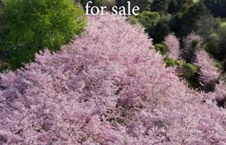 English Cherry Tree Manor