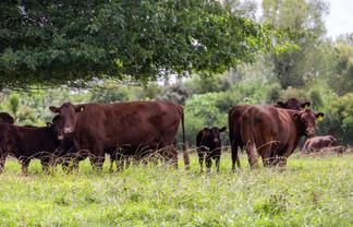 224 Rimmer Road, Helensville
