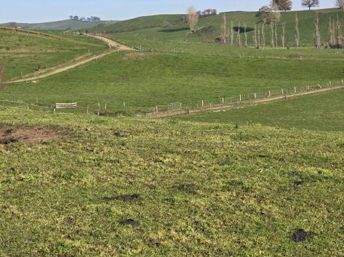174 Dodd Road, Morrinsville