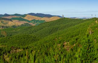  Cooper-Haukanai Forest, Masterton