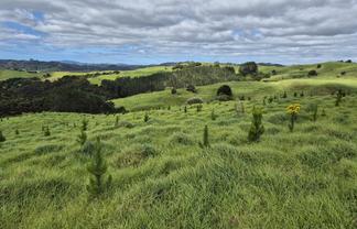  Fisher-Riley Forest, Kaitaia