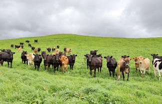 0n End Of Harkness Rice Way, Koru