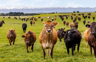  Pendella Farm, 72 Gibson Road, Ranfurly