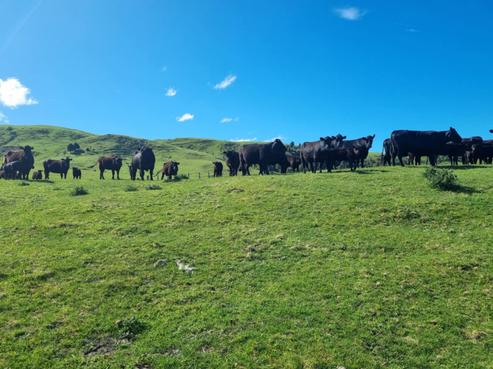 4382 Puketitiri Road, Puketitiri