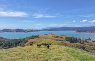 1296 Manaia Road, Coromandel