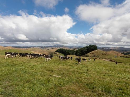 264 Mangamaire Road, Dannevirke