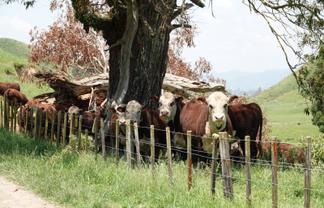 179 and 21 Rankin Road, Waiotahi