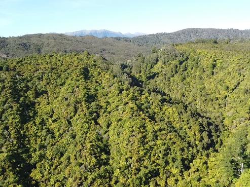 844 Nikau Road, Seddonville