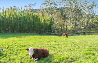 11 Pineview Lane, Helensville