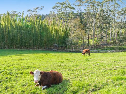 11 Pineview Lane, Helensville