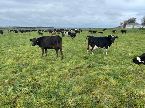 1637 Parewanui Road, Parewanui/Scott's Ferry