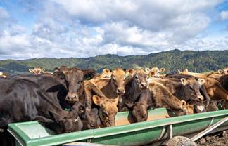 169 Addison Road, Waimana