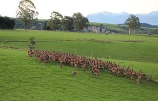 17 Timewell Road, Hazelburn