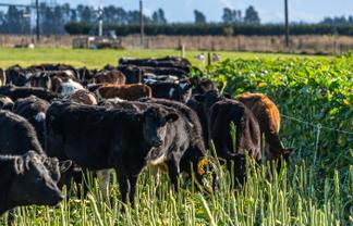  Hartnells Road, Hororata