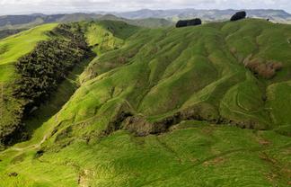  Merlo Forest, Eketahuna
