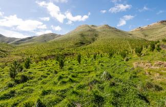 Tamaki East Road, Dannevirke