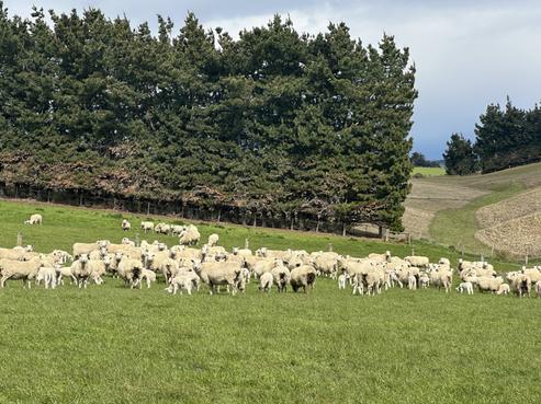357 Landslip Valley Road, Pukerau