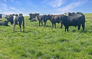 51 Saint Bathans Loop Road, Becks