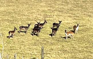 147 Fuller Road, South Head, Helensville