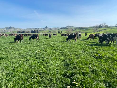 135 Whataroa Road, Te Kuiti