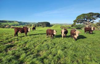 899 Te Akau Road, Te Akau