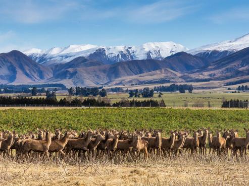 347 Butlers Road, Fairlie