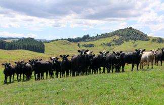 98 Millstream Road, Dannevirke