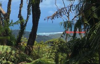 233 Piha, Piha