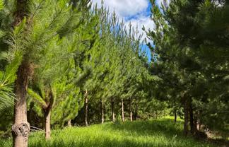 Pukehuia Road, Tangiteroria