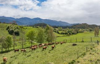 98 Thorpe-Orinoco Road, Ngatimoti