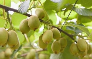 1399A No. 3 Road, Te Puke