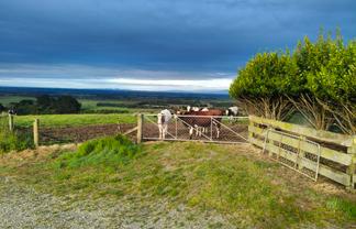 137 Kahikatea Drive, Winton