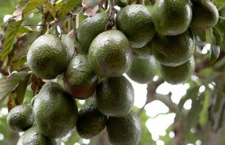 Horticultural Contracting