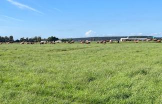 480 Forest Road, Bulls