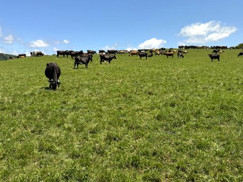 219 Waitomo Valley Road, Otorohanga