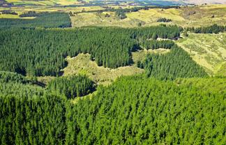 Bushy Creek Road, Duntroon