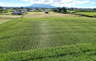  Monmouth Road, Stratford