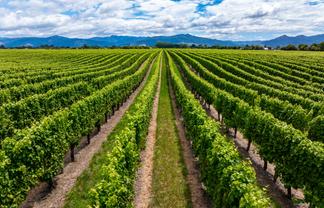 92 Lower Wairau Road, Grovetown