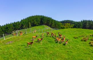 1169 Ruakaka Road, Tiniroto