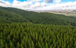 Benmore II Forest, Winton
