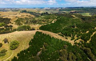  Turakina Forest, Turakina