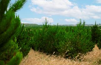  Kiri Forest, Opunake