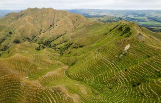  Ngakonui Forest, Martinborough