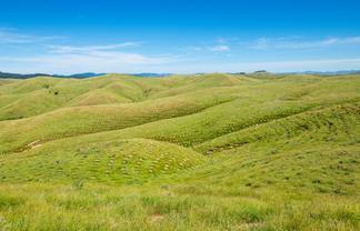  Waipipi Forest, Masterton
