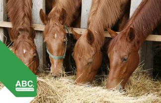 Equestrian Retail & Bulk Horse Feed $228k Returns