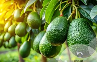 Avocado Orchard – Far North