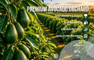 Established Avocado Orchard with Growth Potential