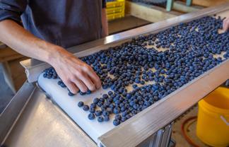 Berry Operation with Scale, Proven Performance & Future Upside